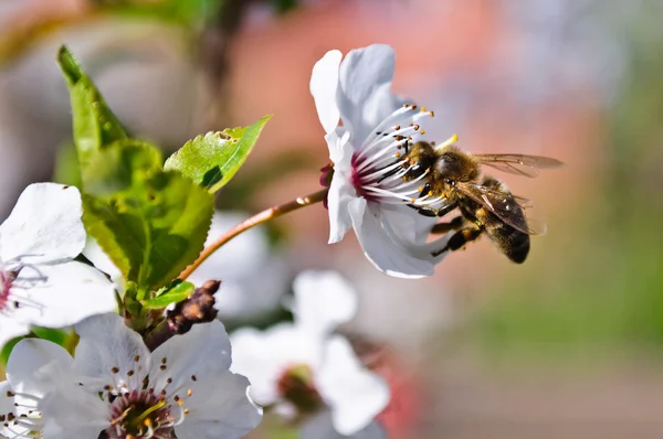 Arı pollinating çiçekler