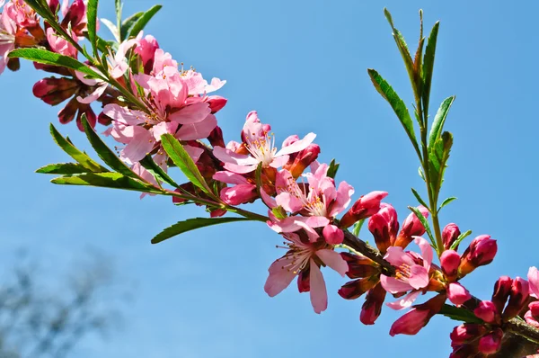 Flowering fruit tree — Stock Photo, Image