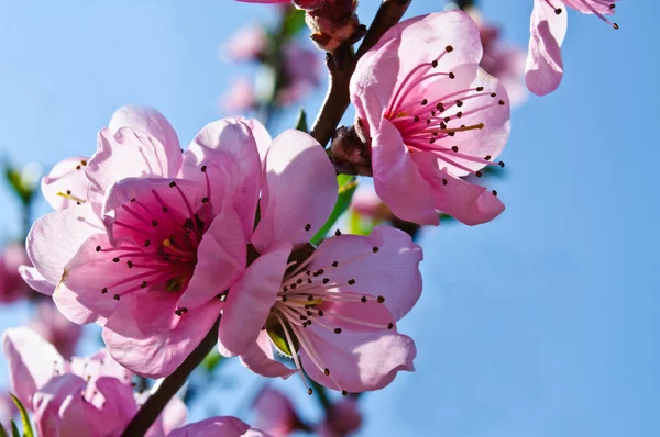 Flowering fruit tree — Stock Photo, Image