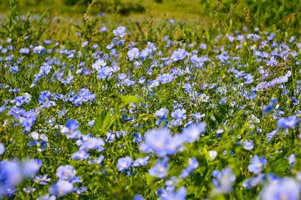 Blue wild flowers on the background of bright green grass — Stock Photo, Image