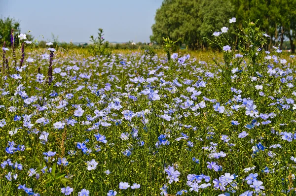 Синие дикие цветы на фоне ярко-зеленой травы — стоковое фото