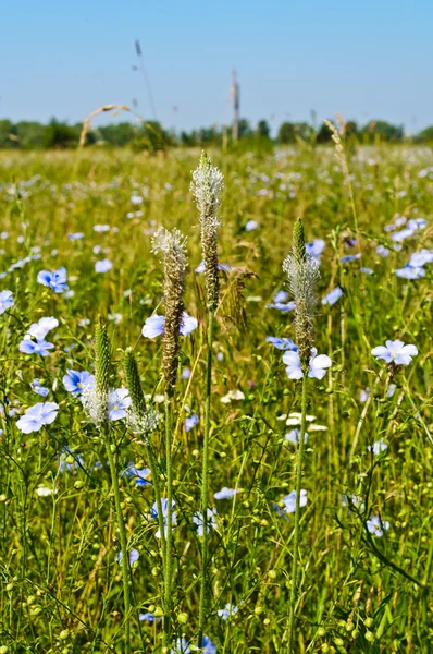 Fiori selvatici blu sullo sfondo di erba verde brillante — Foto Stock