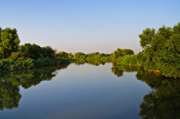 stock image Water mirror. Pond, green vegetation.