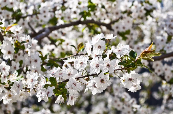 Spring flowering trees — Stock Photo, Image