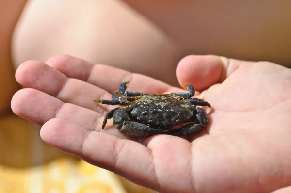 stock image The little crab in the palm of a child