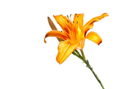 Yellow lily flower clipart