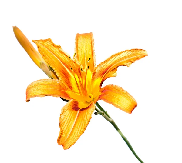 黄色いユリの花 — ストック写真