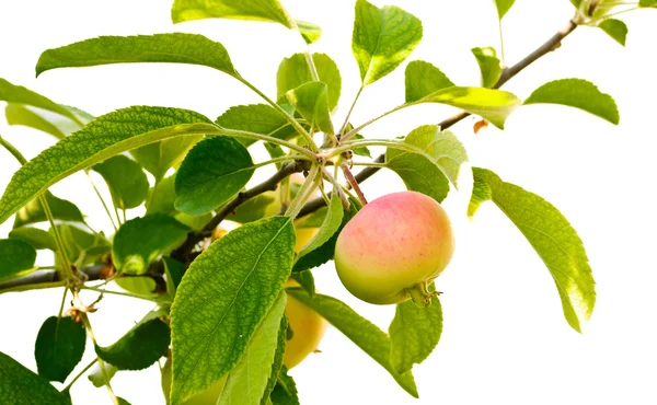 Jovem maçã rosada na árvore — Fotografia de Stock