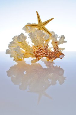 deniz mercan ve kabukları