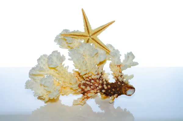 Морський корал і снаряди — стокове фото