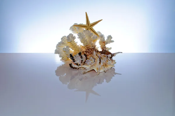 Coral marinho e conchas — Fotografia de Stock
