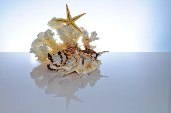 Tengeri korall és a héj — Stock Fotó