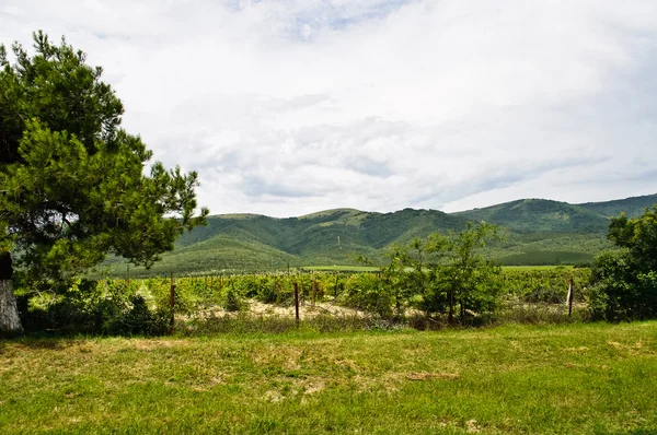 Rzędy winorośli na tle góry — Zdjęcie stockowe