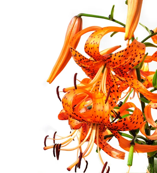 Bukett av orange liljor — Stockfoto