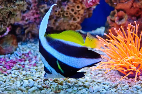 Marine tropical fish — Stock Photo, Image