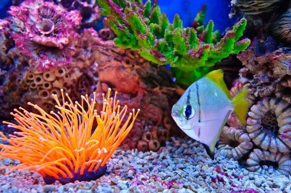 Peixes tropicais marinhos — Fotografia de Stock
