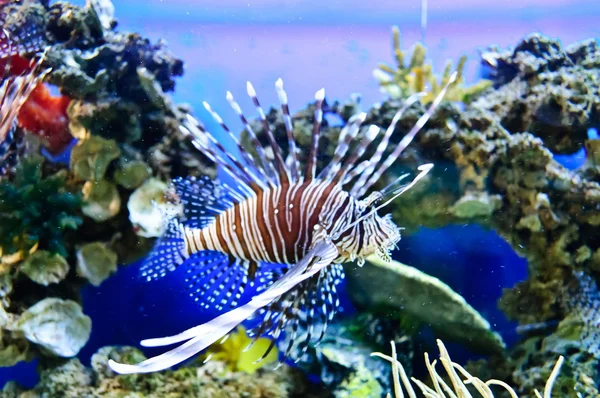 Marina tropiska fiskar — Stockfoto