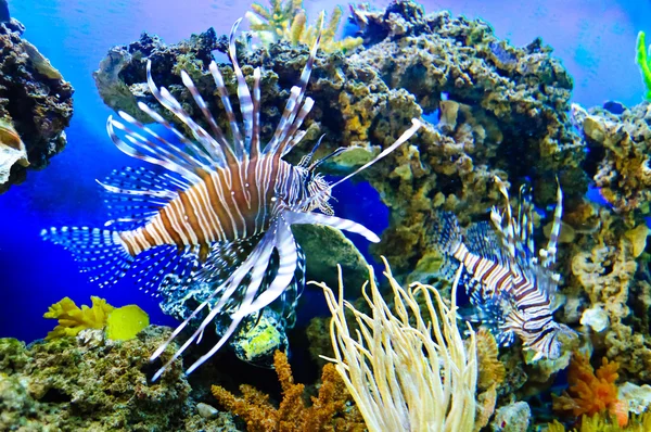 Marina tropiska fiskar — Stockfoto
