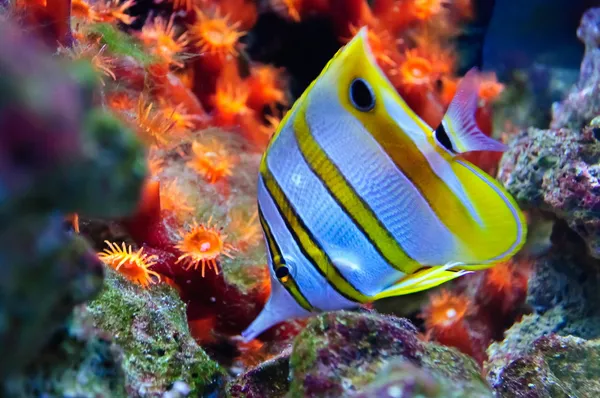 Pesce tropicale marino — Foto Stock