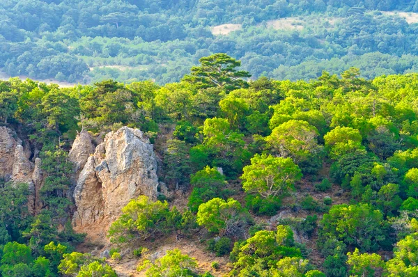 stock image Summer, green trees and mountains