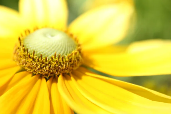 stock image A sunflower