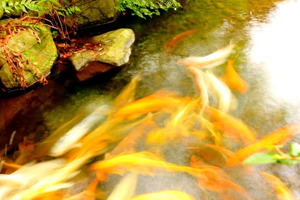 Carps in the pond — Stock Photo, Image