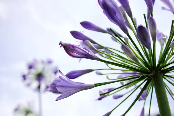 Lirio púrpura — Foto de Stock