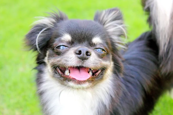 Gülümseyen Köpek — Stok fotoğraf