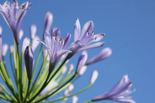 Purple lily — Stock Photo, Image
