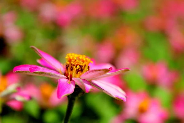 stock image Pink daises