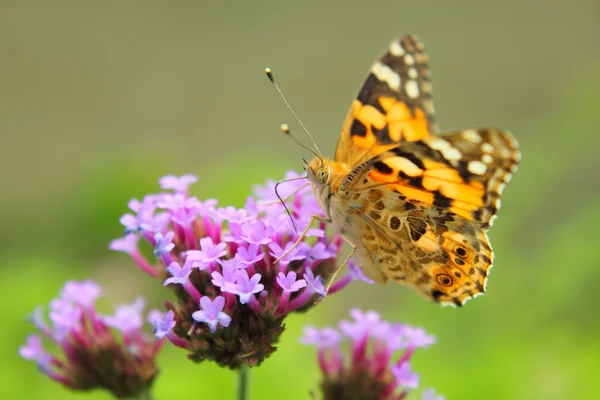 Бабочка и фиолетовые цветы Стоковое Фото