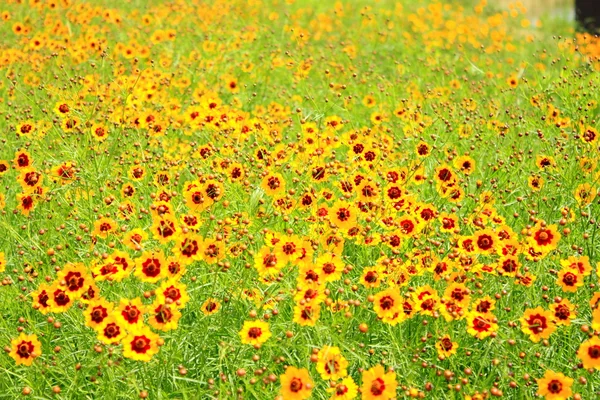 stock image Yellow daisies