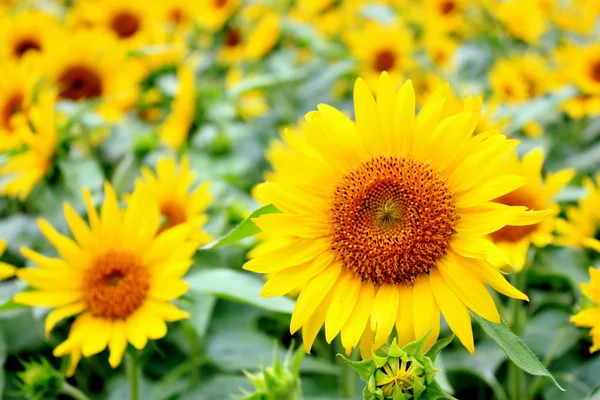 stock image Sunflower field