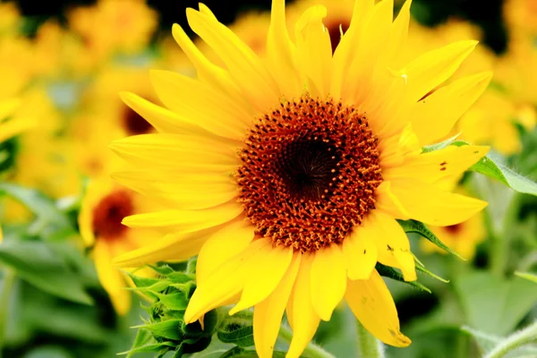 stock image Sunflower field