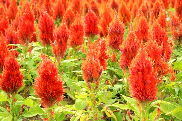 Stock image Red flower