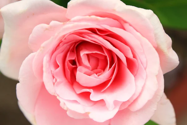 Stock image Pink rose