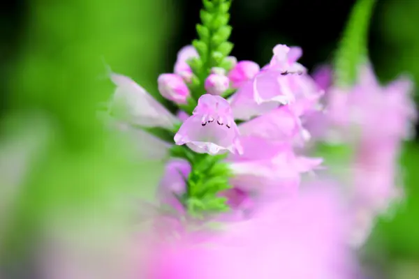 stock image Pink flowers