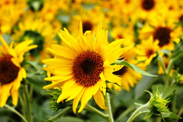 stock image Sunflower field