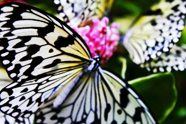 stock image Butterfly