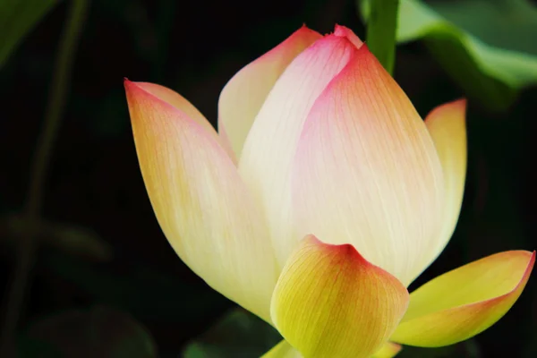 Lotus çiçeği. Telifsiz Stok Imajlar