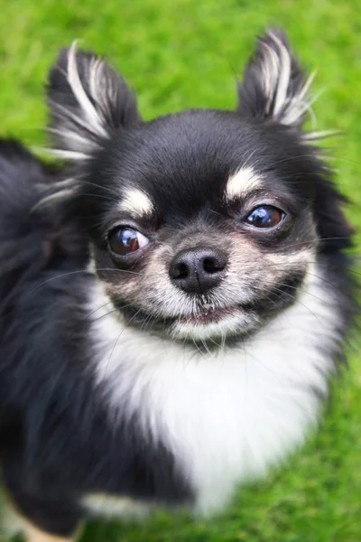 stock image Smiling Chihuahua