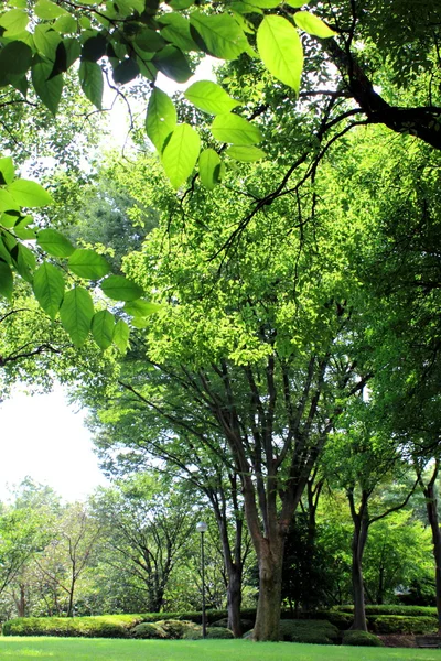 stock image Forest