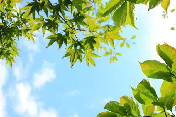 stock image Green leaves