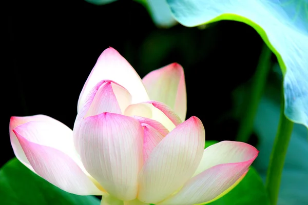 stock image Lotus flower