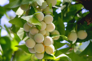 Ginkgo fındık