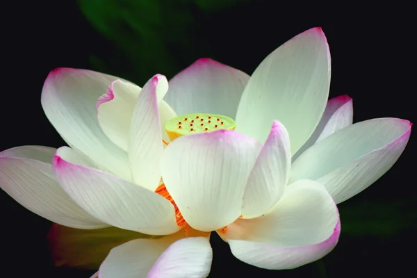 stock image Lotus flower