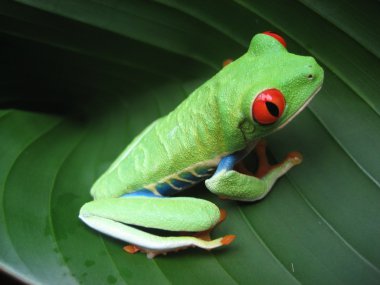 Tree Frog clipart