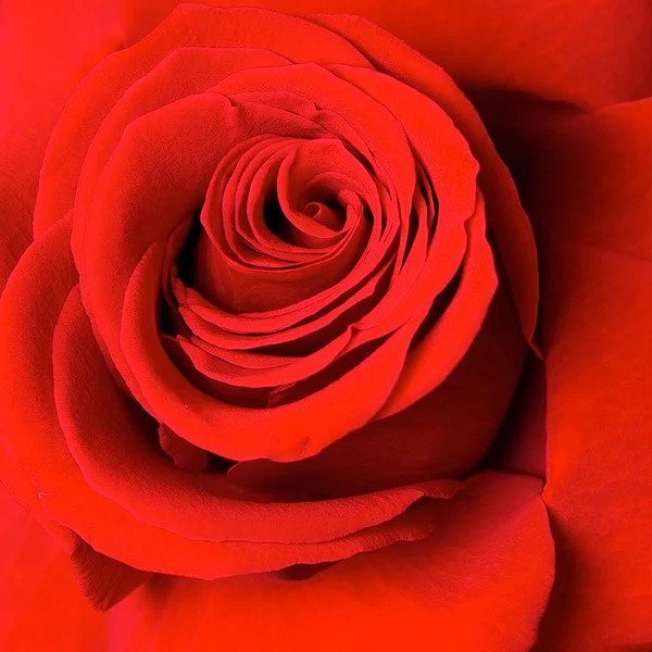 Rosa escarlate — Fotografia de Stock