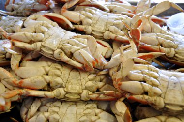 Dungeness crabs clipart