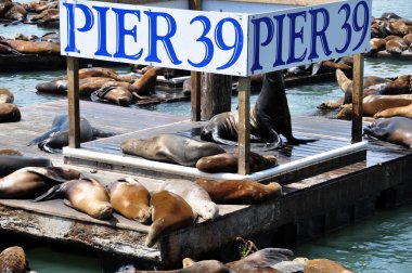 Deniz Aslanları, pier 39